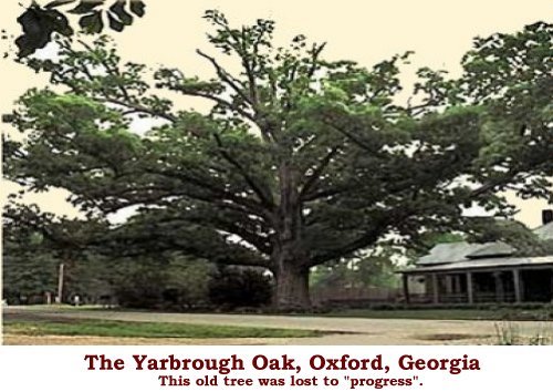Yarbrough Oak